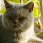 CH Fred Herbu Wiatraki*PL