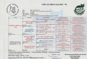 Chivas rodowód