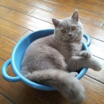Karol Mruczalski*PL - Prezes
