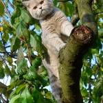 Pumiś Mruczalski*PL – Pucuś