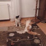 Nikuś i Maurycek
