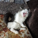 Maurycy Mruczalski*PL