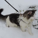 Maurycy Mruczalski*PL