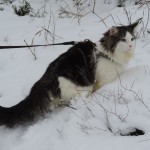 Maurycy Mruczalski*PL