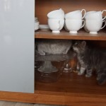 Ofelia i Pumiś