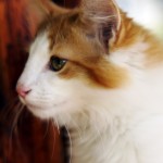 Teodor Mruczalski*PL