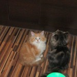 Carlos i Bonia