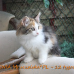 Gienia Mruczalska*PL