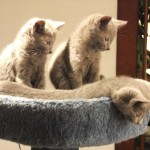 Diesel, Dionizy i Dunia