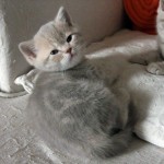 Fionka Mruczalska*PL