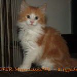 Gofer Mruczalski*PL