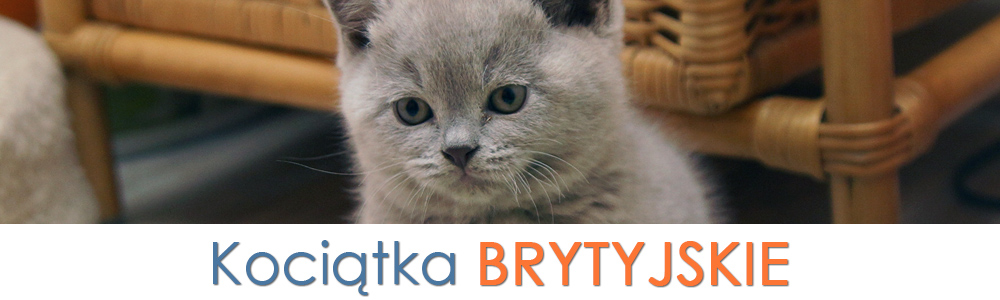 kocięta bri