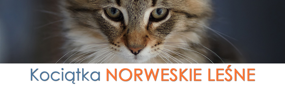 kocięta nfo