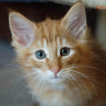 Leonard