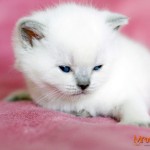 U-Bono Mruczalski*PL