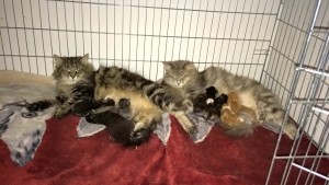 Bonia i Lilka