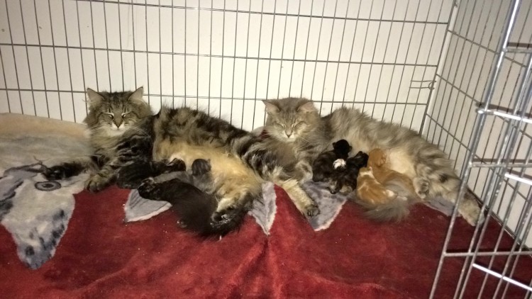Bonia i Lilka