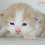 Imbir Mruczalski*PL