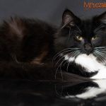 Saga Mruczalska*PL