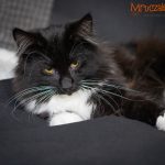 Saga Mruczalska*PL