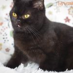 Amelia Mruczalska*PL