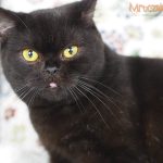 Amelia Mruczalska*PL