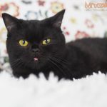 Amelia Mruczalska*PL