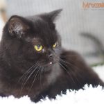 Amelia Mruczalska*PL