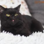 Amelia Mruczalska*PL