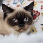 Cecylia Mruczalska*PL
