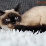Cecylia Mruczalska*PL