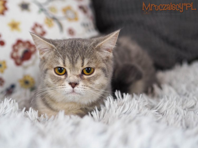 Gina Mruczalska*PL