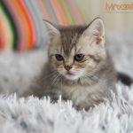 Ignacy Mruczalski*PL