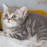 Inka Mruczalska*PL