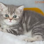 Inka Mruczalska*PL