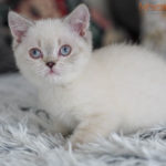 Karol Mruczalski*PL