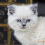 Tymon Mruczalski*PL
