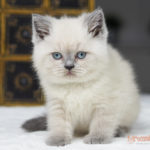 Tymon Mruczalski*PL