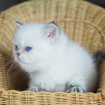 Zoe Mruczalska*PL
