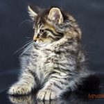 Ignacy Mruczalski*PL