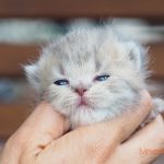 Gizmo Mruczalski*PL