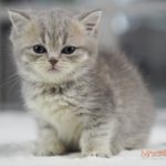 Gizmo Mruczalski*PL