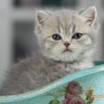 Gizmo Mruczalski*PL