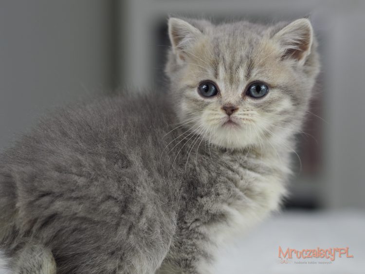 Gizmo Mruczalski*PL