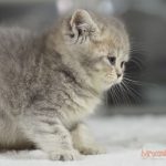 Gizmo Mruczalski*PL
