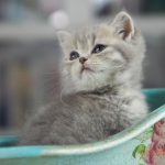 Gizmo Mruczalski*PL