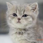 Gizmo Mruczalski*PL
