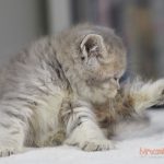 Gizmo Mruczalski*PL