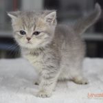 Gizmo Mruczalski*PL
