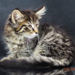 Ignacy Mruczalski*PL